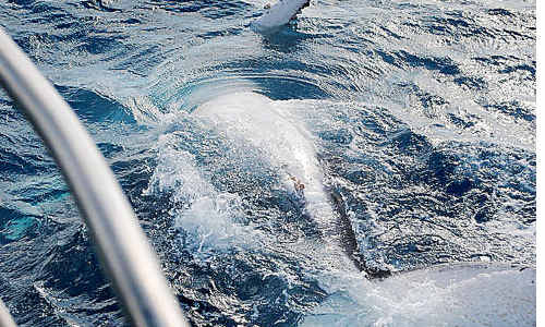 Whales were spotted by whale watch vessels playing close to shore at sand bars near Moon Point on Saturday morning. Whales were spotted by whale watch vessels playing close to shore at sand bars near Moon Point on Saturday morning.